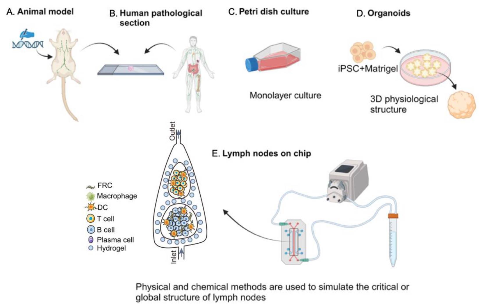 Figure 1. Lymph node research models. (Wang Q, et al.; 2024)
