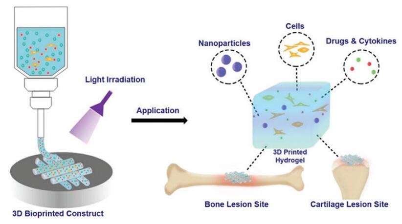 Schematic illustration of photo-crosslinkable hydrogels for the bioprinting of bone and cartilage.
