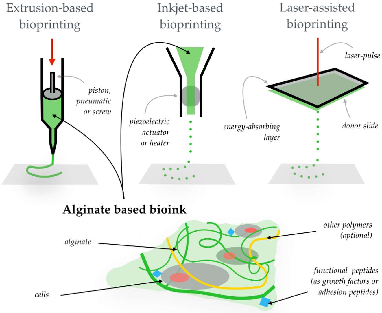 Applications of alginate-based bioinks in 3d bioprinting.