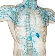 Lymphatic System Micro-model 3D Printing Service