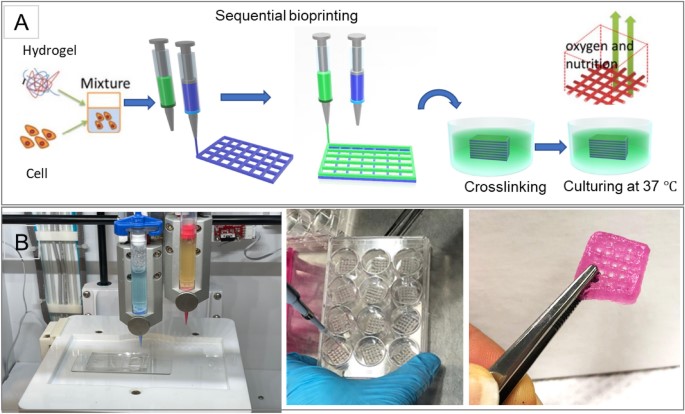 Figure 1. Illustration of the biofabrication process. (Moghimi N, et al.; 2023)
