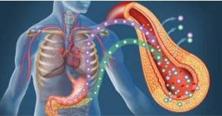 Organ Metabolic Mechanism Study Based on 3Dmicroflu