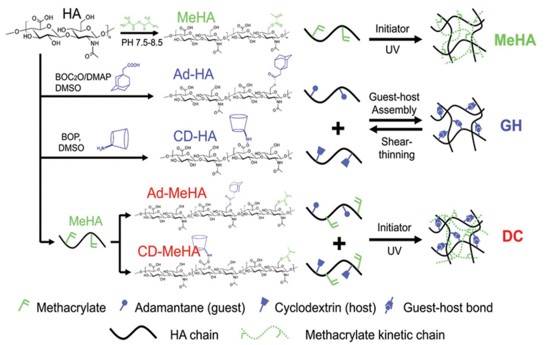 Dual crosslinking networks formed by ultraviolet (UV) crosslinking of methacrylated hyaluronic acid and host-guest assembly of Cyclodextrin and Adamantane functional groups.