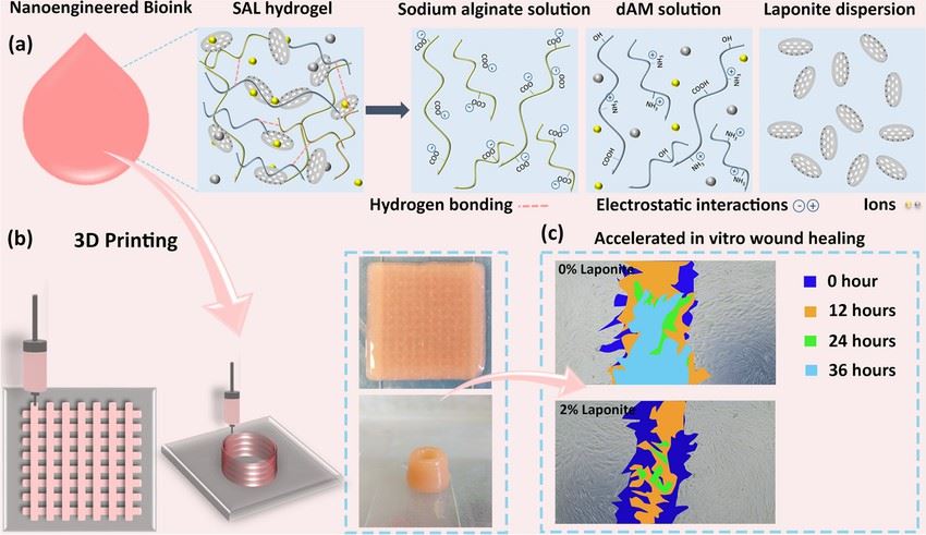 Preparation of nanoengineered amniotic membrane-based hybrid bioink for biomedical applications.