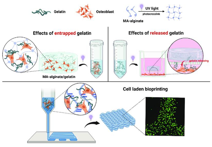 Osteogenesis enhanced alginate-gelatin-based bioink by uncrosslinked gelatin releasing and retaining.