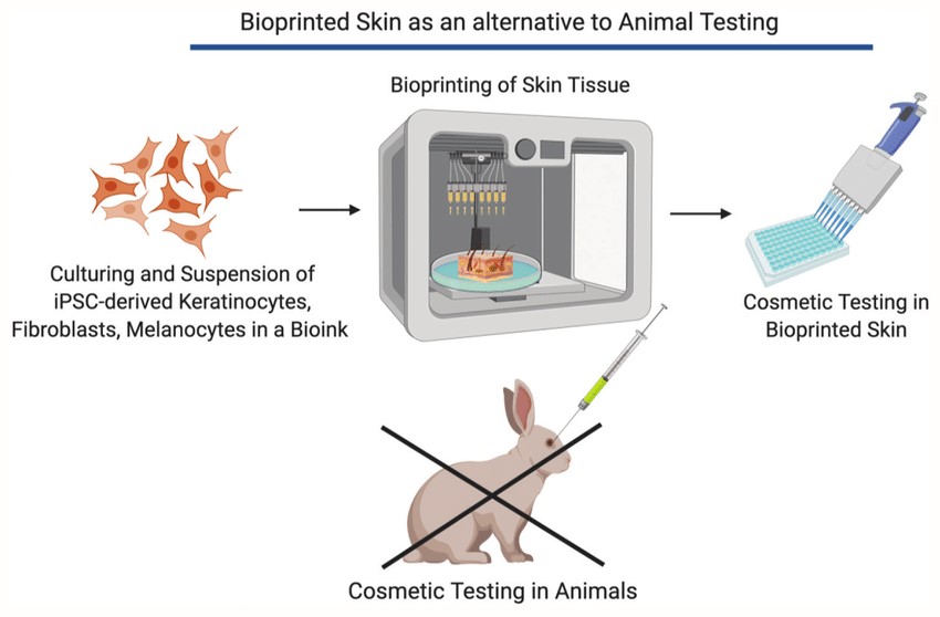 Figure 1. Bioprinting of human skin tissue models for cosmetic testing.