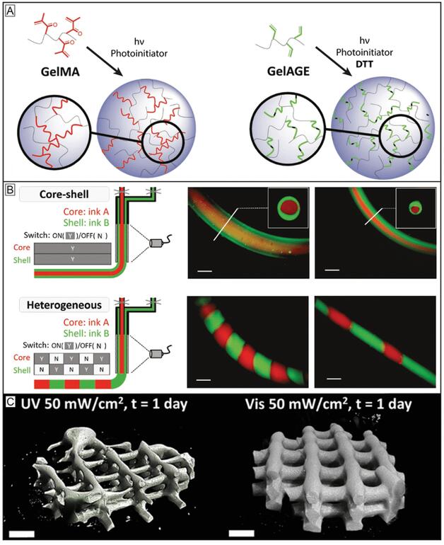 Chemical crosslinking strategies broaden the biofabrication window of inks and improve control over their resulting physicochemical properties.