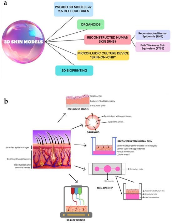Figure 1. Overview of the main 3D skin models. (Lombardi F, et al.; 2024)