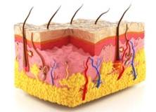 Organ Repair Mechanism Research Based on 3Dmicroflu™