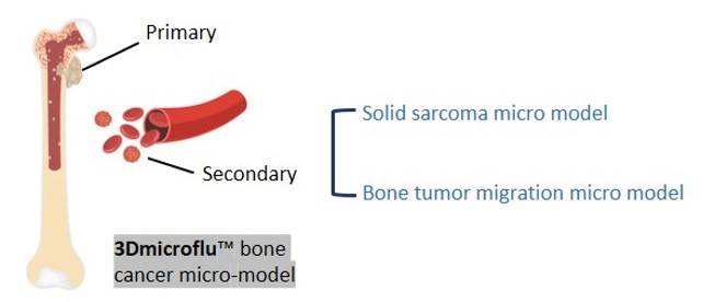 3Dmicroflu technology platform involved in the construction process of primary and secondary bone cancer micro models - CD BioSciences.