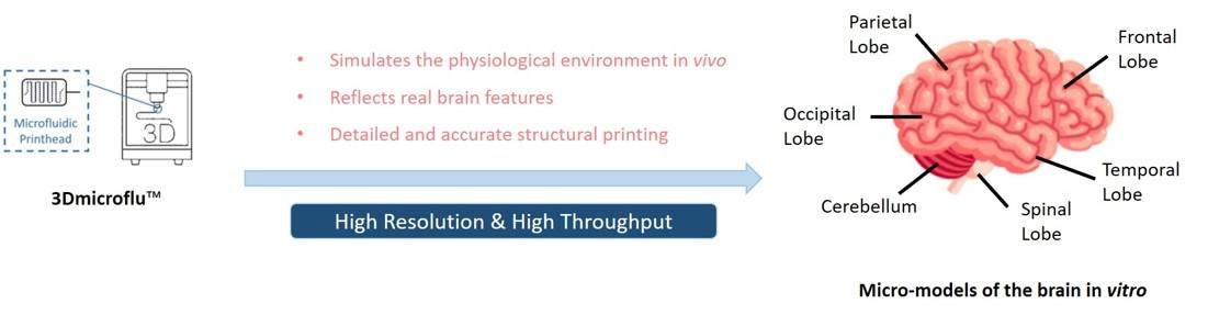 3Dmicroflu for the construction of neurological structures in vitro - CD BioSciences.