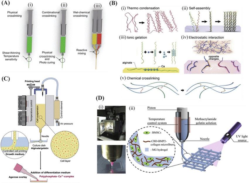 Different crosslinking methods of bioinks.