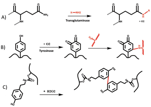 Enzymatic crosslinking mediated by A) transglutaminase, B) tyrosinase, and C) peroxides.