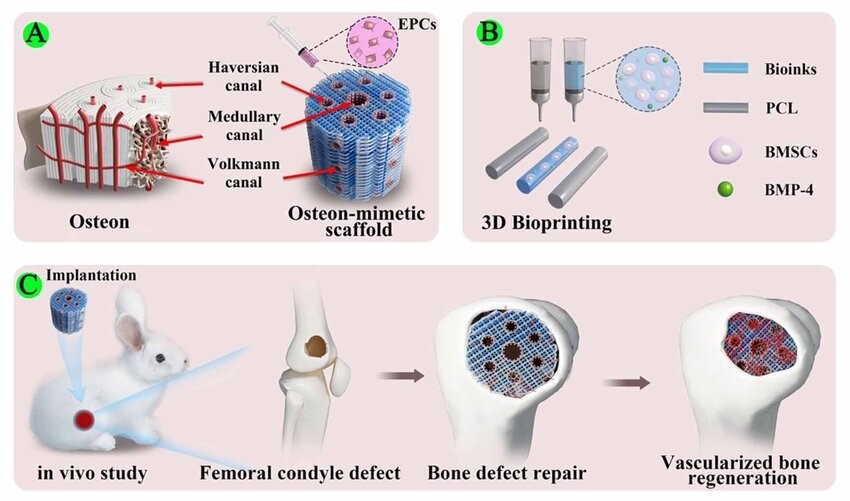 Figure 1. 3D bioprinted bone-mimicking scaffold.