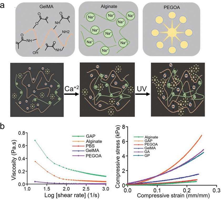 The bioink formulation. (Maharjan S, et al.; 2022)