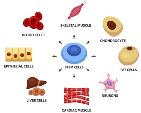 Diagram of the differentiation of stem cells into various functional cells.