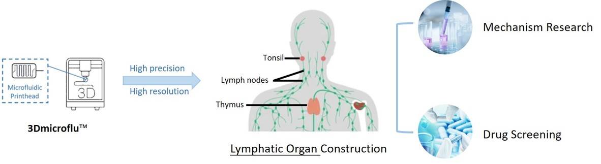 3Dmicroflu in the construction of immune system disease models - CD BioSciences.