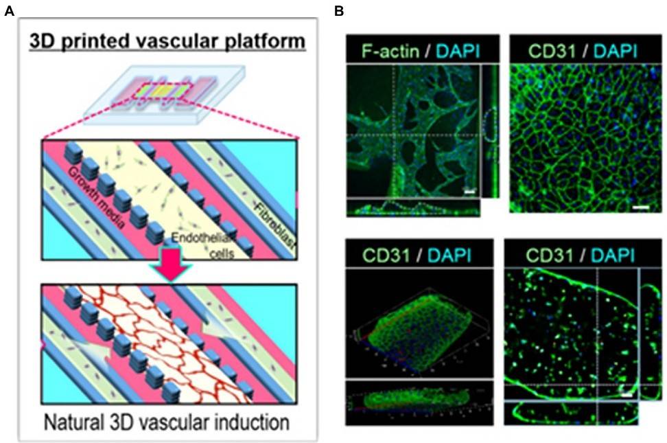 Figure 1. Vascular network formation on the 3D cell printed vascular platform. (Chen EP, et al.; 2021)