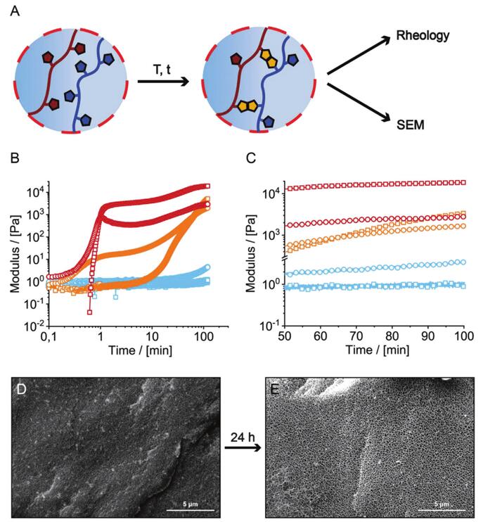 Chemical crosslinking of mixed P-Fu and P-Ma hydrogels.