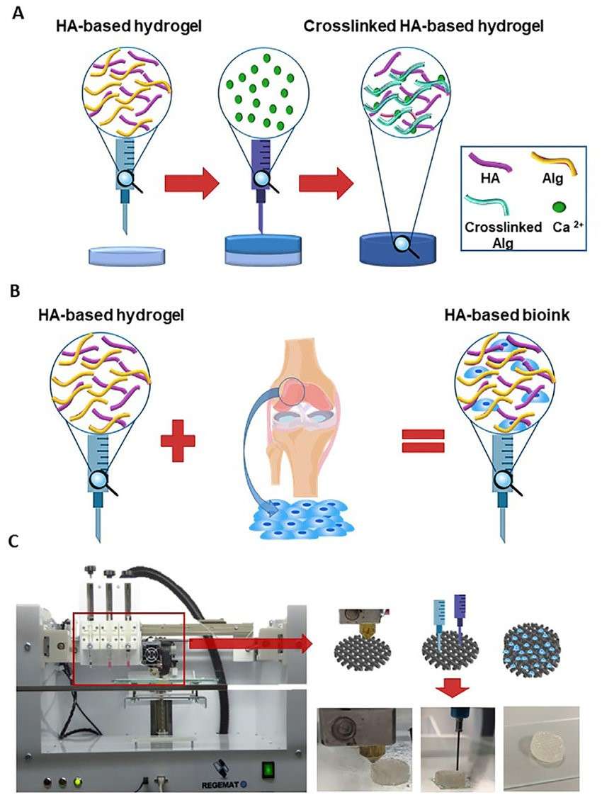 Preparation of HA-based bioink (hydrogel).