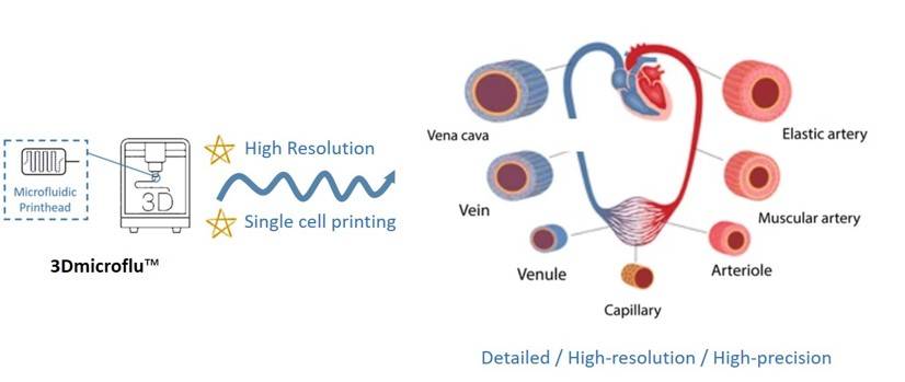 Various vessel types that 3Dmicroflu™ technology platform can be applied to build - CD BioSciences.