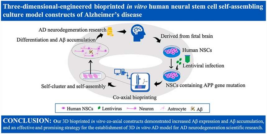 Figure 1. 3D engineered bioprinted Alzheimer's disease model.
