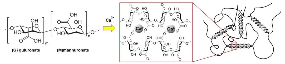 Chemical structure of sodium alginate and its network formation in the presence of calcium chloride