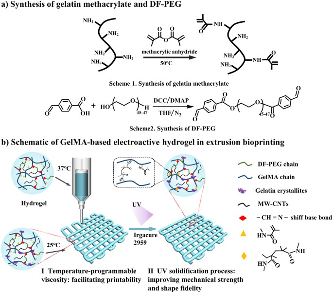 Preparation and utilization of novel gelatin methacrylate-based hydrogel.