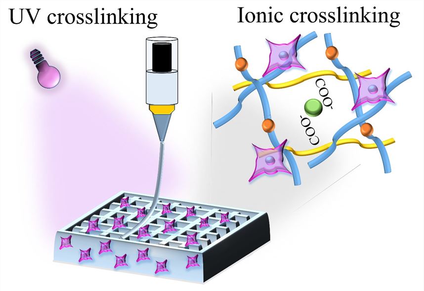 Dual-Crosslinking of Gelatin-Based Hydrogels.