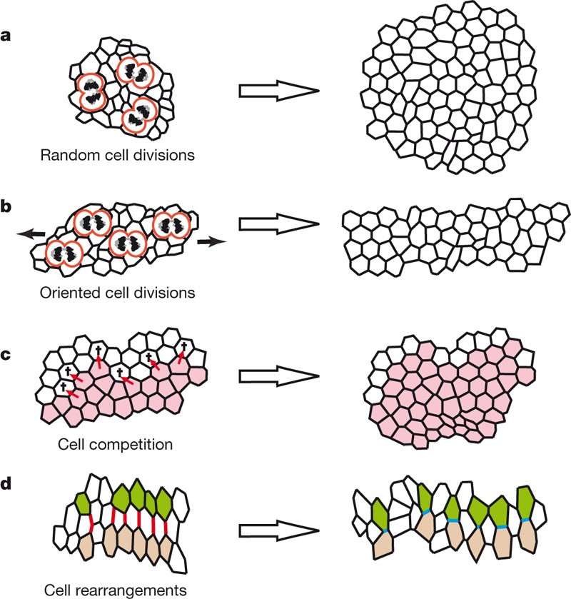 Figure 1. Cellular mechanisms of tissue size and shape.