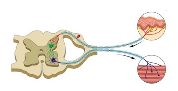 The basic components of the nerve reflex arc and the process of signal transmission.