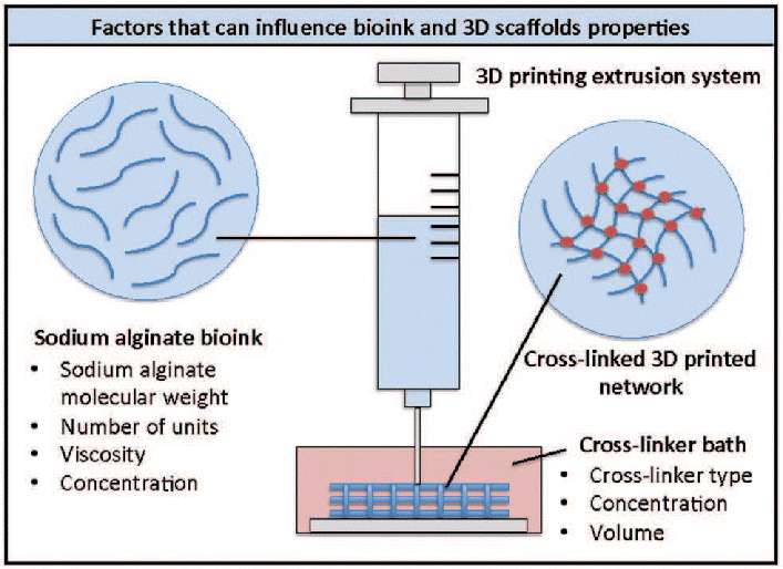 Schematic representation of 3D printing of alginate bioinks.