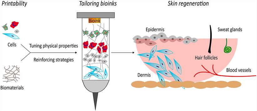 Figure 1. Bioprinting bioinks for skin wound healing.