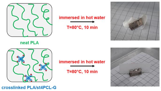 Thermal crosslinking of polylactide/star-shaped polycaprolactone.