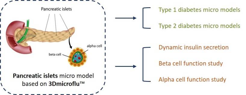 Islet tissue micro-models constructed by 3Dmicroflu technology platform for diabetes model construction and research - CD BioSciences.