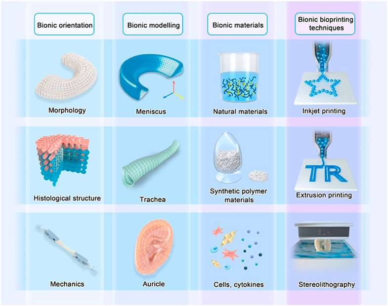 Figure 1. 3D bioprinted cartilage-mimicking structures.
