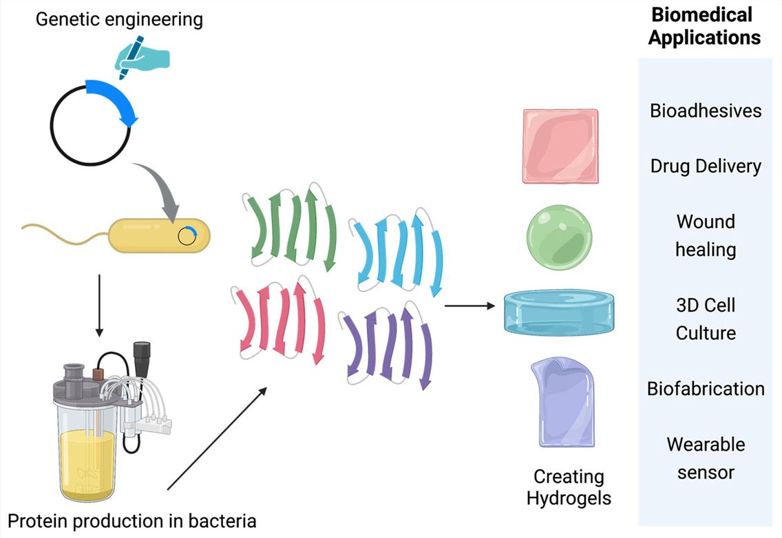Overview of protein-based hydrogel applications.