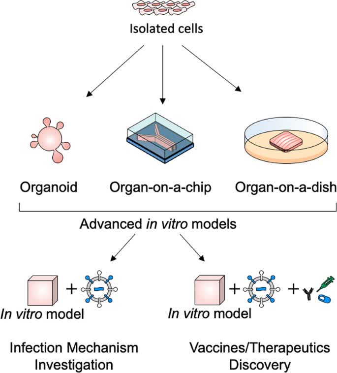 Figure 1. Advanced in vitro models used in research of infectious disease.