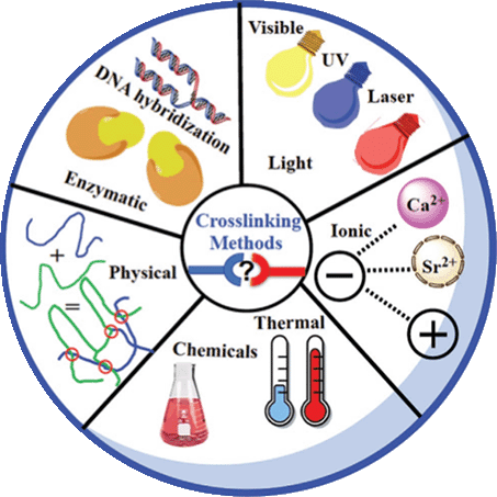 Various crosslinking methods that have been used for 3D bioprinting of hydrogels