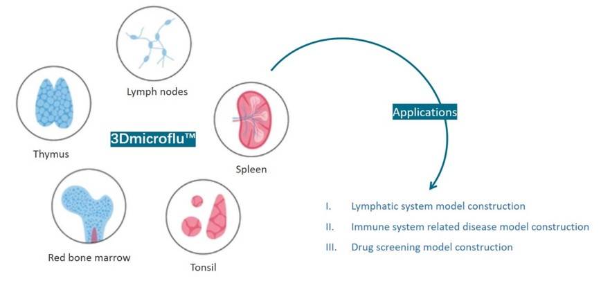 Lymphatic system models that can be constructed by 3Dmicroflu technology platform for the study of immune system diseases - CD BioSciences.