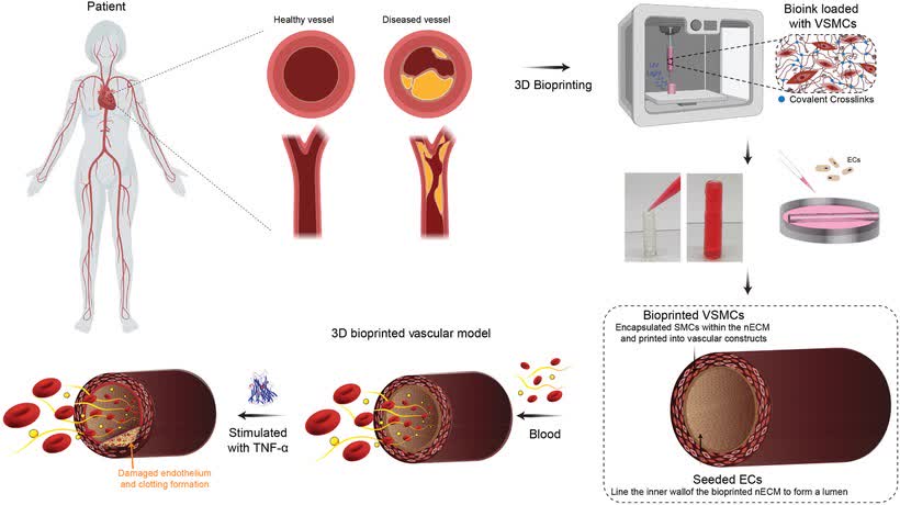 Figure 1. Fabrication of 3D vascular model.