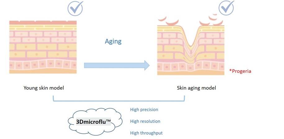 The general process of 3Dmicroflu technology platform in applying to skin aging model construction- CD BioSciences.