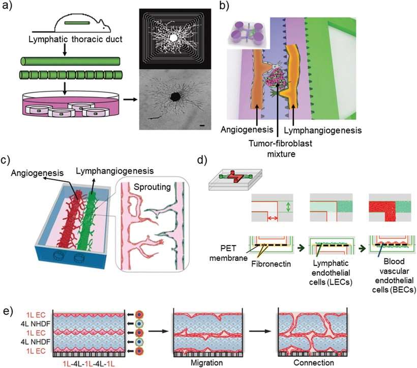 Figure 1. 3D models with lymphatic vessels.