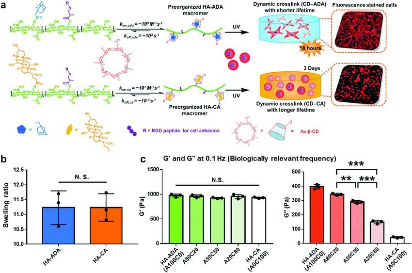 The supramolecular hydrogels stabilized by reversible host-guest crosslinks with different binding kinetics possess differential dynamic properties.