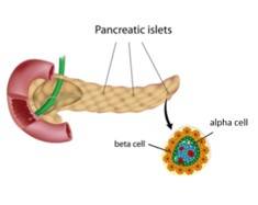 Diabetes Model Micro-model