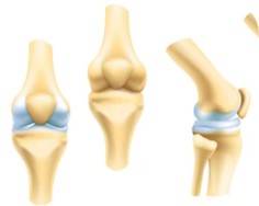 Cartilage Micro-model