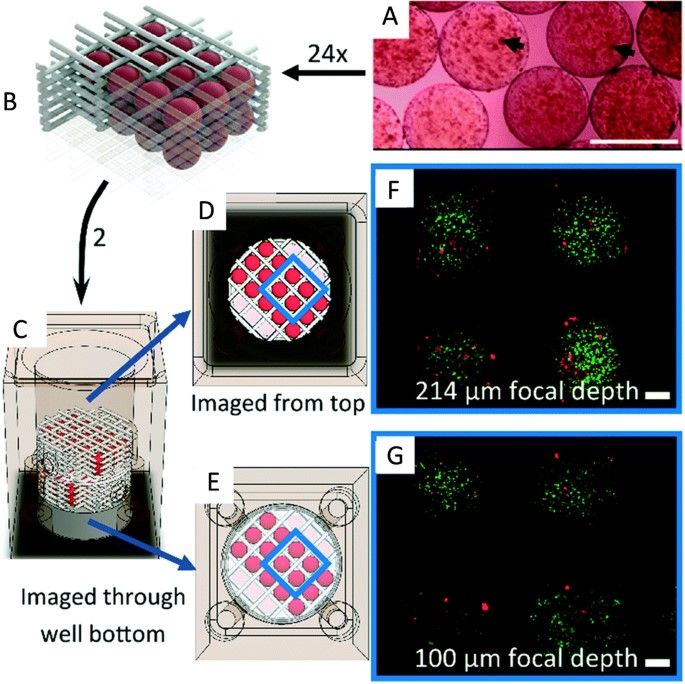 Figure 1. 3D bioprinted ovarian cancer model. (Datta P, et al.; 2020)