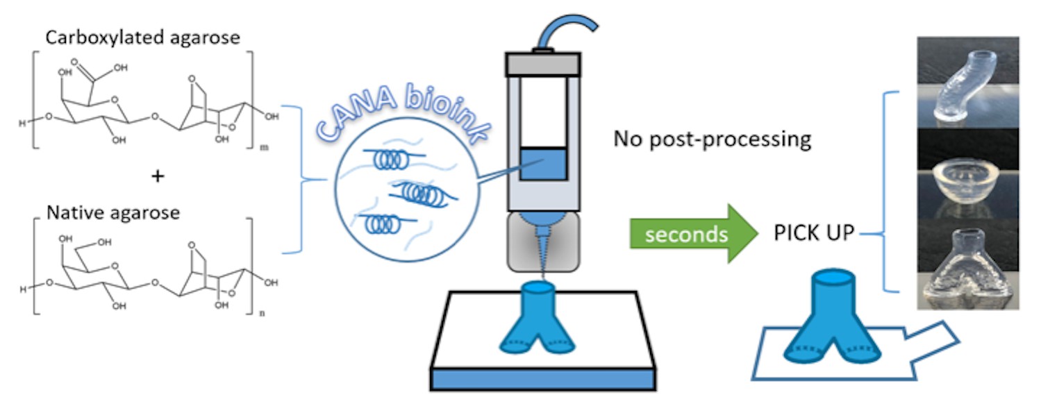 Advanced Bioink for 3D Bioprinting of Agarose Bioinks.