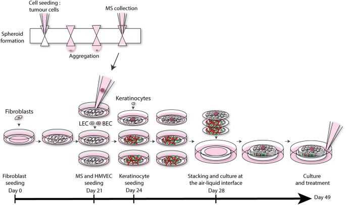 Figure 1. The 3D microvascularized skin melanoma model. (Bourland J, et al.; 2018)