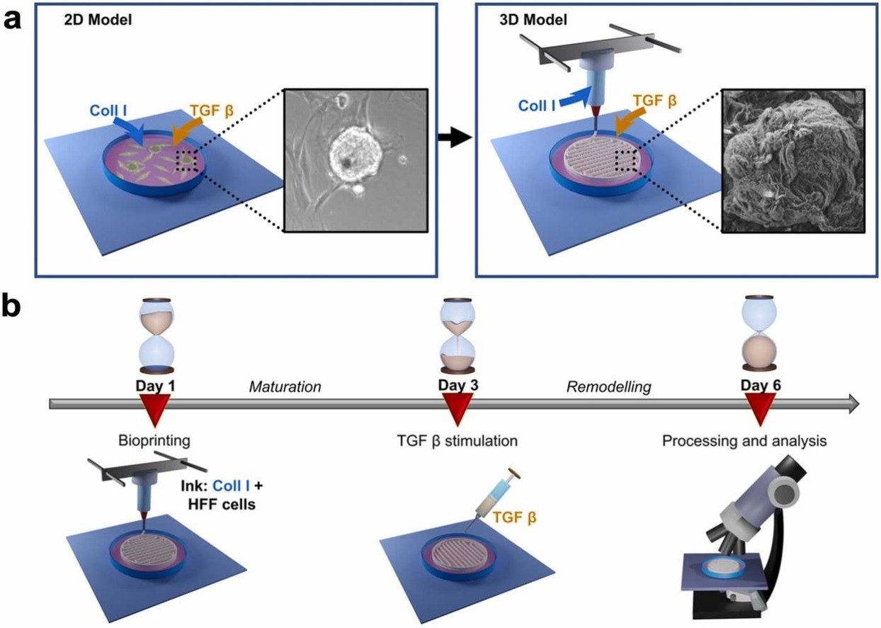 Figure 1. 3D model to human fibrosis investigation.